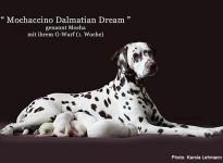 Mochaccino Dalmatian Dream with her Christi ORMOND G - Litter 1st week of life