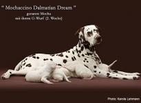 Mochaccino Dalmatian Dream with her Christi ORMOND G - Litter 2nd week of life