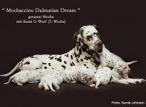 Mochaccino Dalmatian Dream with her Christi ORMOND G - Litter 3rd week of life