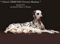 Christi ORMOND Everest Maxima with her Christi ORMOND H - Litter 1st week of life