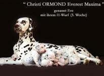 Christi ORMOND Everest Maxima with her Christi ORMOND H - Litter 3rd week of life