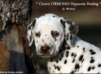 Christi ORMOND Hypnotic Feeling