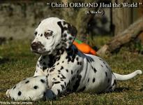 Christi ORMOND Heal the World