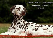 Christi ORMOND First Fairytale with her Christi ORMOND K - Litter 1st week of life