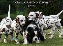 Der Christi ORMOND K - Wurf begrüßt Cavalier King Charles Hündin Mara die extra aus den Niederlanden angereist ist.