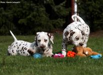 Photo Impressions Christi ORMOND L - Litter 7th week of life