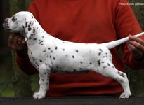 Christi ORMOND Lemon Spice (male) - Sold to Zülpich | Germany