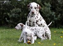 Mother Christi ORMOND Knjazjouna Kyra with her Twins