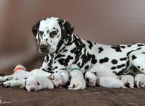 Christi ORMOND First Fairytale with her Christi ORMOND R - Litter 1st week of life
