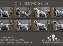 Stand Photos Christi ORMOND Q - Litter