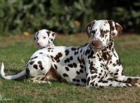 Left Christi ORMOND Uptown Girl and right Dalmatian Dream for ORMOND vom Teutoburger Wald