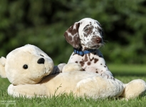 Christi ORMOND Wrote For Luck | male, colour white - liver (collar blue)