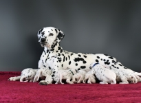 Christi ORMOND Real Diamond with her Christi ORMOND Y - Litter 3rd week of life