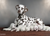 Dalmatian Dream for ORMOND vom Teutoburger Wald (genannt Mocha Junior) mit ihrem Christi ORMOND Z - Wurf 1. Lebenswoche