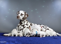 Dalmatian Dream for ORMOND vom Teutoburger Wald (genannt Mocha Junior) mit ihrem Christi ORMOND Z - Wurf 2. Lebenswoche