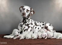 Dalmatian Dream for ORMOND vom Teutoburger Wald (called Mocha Junior) with her Christi ORMOND Z - Litter 1st week of life