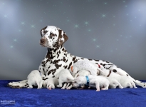 Dalmatian Dream for ORMOND vom Teutoburger Wald (called Mocha Junior) with her Christi ORMOND Z - Litter 2nd week of life
