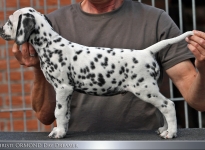 Christi ORMOND Day Dreamer | male, colour white - black