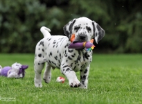 Christi ORMOND Day Dreamer | male, colour white - black (collar blue)