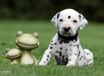 Male, colour white - black (collar black)