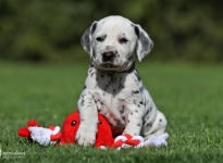 Male, colour white - black (collar grey)