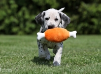 Christi ORMOND French Fries - Male (LUA), colour white - black (collar grey)