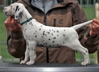 Christi ORMOND Fabulous Freckle - Male (LUA), colour white - black (collar blue)