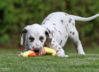 Christi ORMOND Happy Hour - Male | colour white - liver (collar blue)