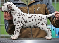 Christi ORMOND Imagine Impact - male | colour white - liver (collar blue)