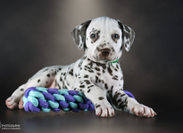 Rüde | Farbschlag weiss - braun, Halsband Dunkelgrün