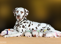 Christi ORMOND Biskaya Bay (called Kaya) with her Christi ORMOND LL - Litter 2nd week of life