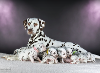 Christi ORMOND Biskaya Bay (called Kaya) with her Christi ORMOND LL - Litter 4th week of life