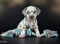 Males | colour white - liver, collar light blue