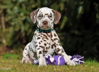 Christi ORMOND Lucky Luke - male | colour white - liver (collar light blue)