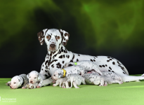 Christi ORMOND Biskaya Bay (called Kaya) with her Christi ORMOND LL - Litter 3rd week of life