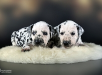 Male | colour white - black, collar dark blue and male | colour white - black, collar dark green
