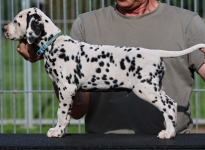 Christi ORMOND Kryptonite King - male, colour white - black (collar light blue)