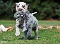 Christi ORMOND Man in the Moon - Rüde | Farbschlag weiss - braun, Halsband Dunkelblau Christi ORMOND Man in the Moon - Rüde | Farbschlag weiss - braun, Halsband Dunkelblau
