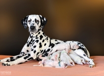 Christi ORMOND Droplet Deluxe (called Auri) with her Christi ORMOND MM - Litter 1st week of life