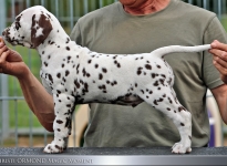 Male | colour white - liver, collar green
