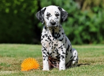 Christi ORMOND Made Myself - male | colour white - black, collar light blue