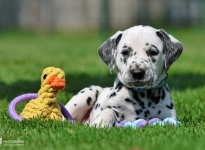 Male | colour white - black, collar light blue