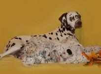 Mochaccino Dalmatian Dream with her Christi ORMOND C - Litter 3rd week of life