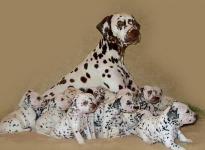 Mochaccino Dalmatian Dream with her Christi ORMOND C - Litter 4th week of life
