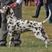 Dalmatian Dream for ORMOND vom Teutoburger Wald 24 Monate alt