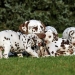 Dalmatian Dream for ORMOND vom Teutoburger Wald age 24 month