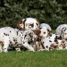 Dalmatian Dream for ORMOND vom Teutoburger Wald age 24 month