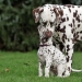 Dalmatian Dream for ORMOND vom Teutoburger Wald age 24 month