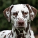 Dalmatian Dream for ORMOND vom Teutoburger Wald age 18 month