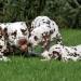 Dalmatian Dream for ORMOND vom Teutoburger Wald age 24 month